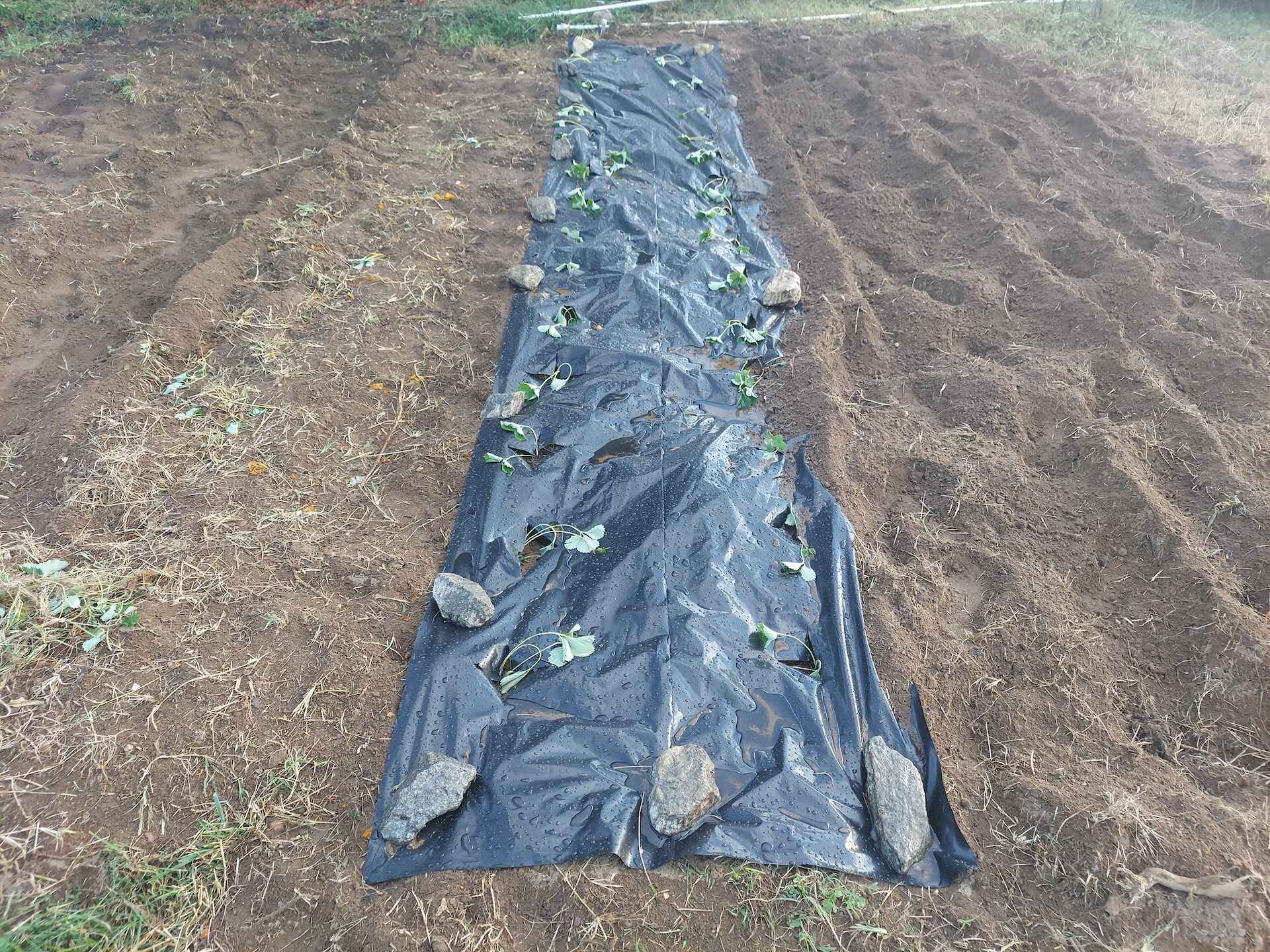 A short written description about the image. Good for accessibility, AL machine learning and search engine optimisation.